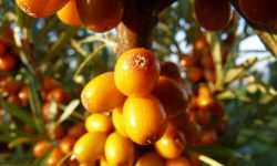 Medical Supplement Safety