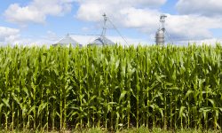 Fructose, Fat and the Good Fight